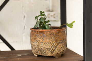 Crassula ovata or jade plant in flower pot