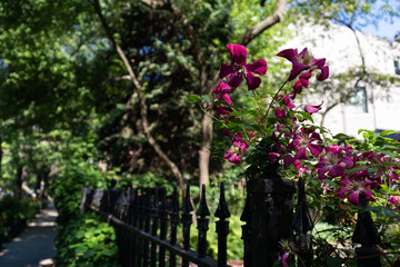 Fototapeta na wymiar Beautiful Purple Flowers along a Residential Sidewalk in Lincoln Park Chicago during Summer