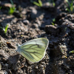 In hot summer day group of butterflies spends time by the river. cabbage butterfly, Pieris brassicae