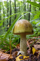 Poisonous mushroom pale toadstool in the grass, close-up shot on a clear sunny day. Can be used as a background or wallpaper