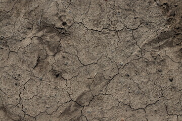 Dry, cracked dirt texture for creative background