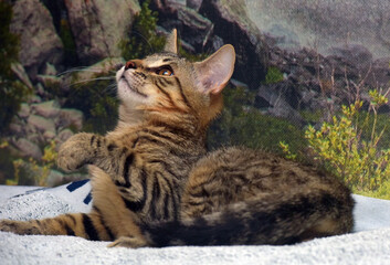tabby with brown kitten 4 months old