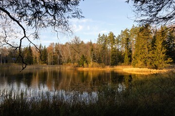 autumn in the forest