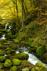 moss-covered boulders and small mountain creek in lush green forest