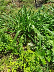 green moss in the garden