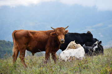 Livestock of cows grazing animals at mountain meadows pasture. Chechnya, Russia