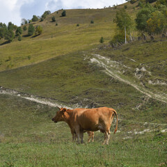 Livestock of cows grazing animals at mountain meadows pasture. Chechnya, Russia