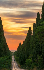 cypress trees Carducci boulevard in Bolgheri at sunset