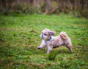 shih tzu dog runs in the autumn forest