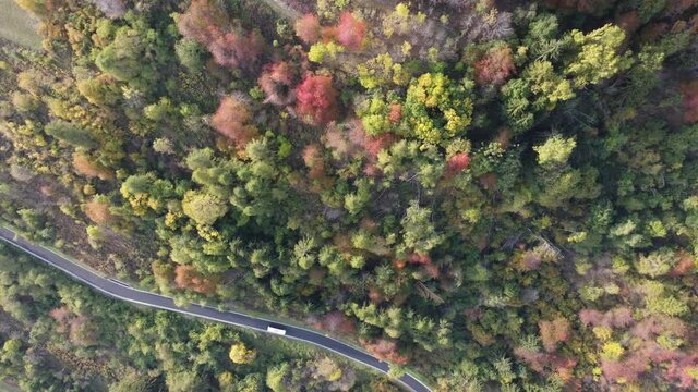 boschi strade colori autunno natura trentino 