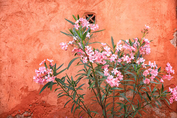 Pink Oleander against Painted Wall, Roussillon, Provence, France
