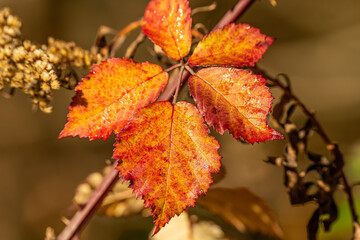 The awesome colors of autumn, Leaves glow in bright autum colors