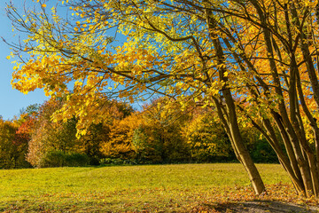 View on Vienna Woods in autumn