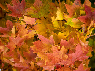 Orange and red maple leaves on the tree. Autumnal background. 