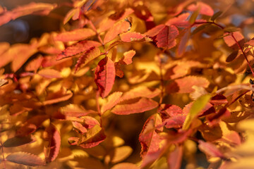 Colorful autumn leaves as background. 