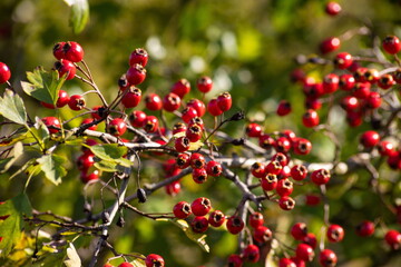 Obraz premium Branch of ripe hawthorn at sunny autumn day, close up