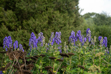 Autumn Flowering Bright Blue Flower Heads on a Perennial Monk's Hood Plant (Aconitum carmichaelii 'Arendsii') Growing in a Herbaceous Border in a Garden in Rural Devon, England, UK