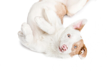 Funny happy dog on an isolated background. She lies on her back with her paws up. Border Collie breed.
