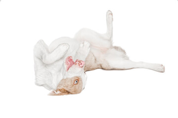 Funny happy dog on an isolated background. She lies on her back with her paws up. Border Collie breed.