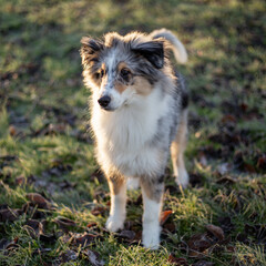 Fototapeta premium Small beautiful shetland sheepdog puppy standing in garden.