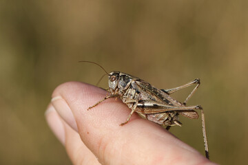 A male Grey Bush-Cricket, Platycleis albopunctata, resting on a finger enjoying the sunshine.	