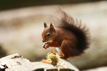 A cute Red Squirrel, Sciurus vulgaris, sitting in a tree eating a nut.	