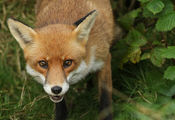 Fototapeta premium A head shot of a beautiful hunting Red Fox, Vulpes vulpes. 