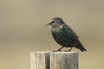 A Starling, Sturnus vulgaris, perched on a fence post.