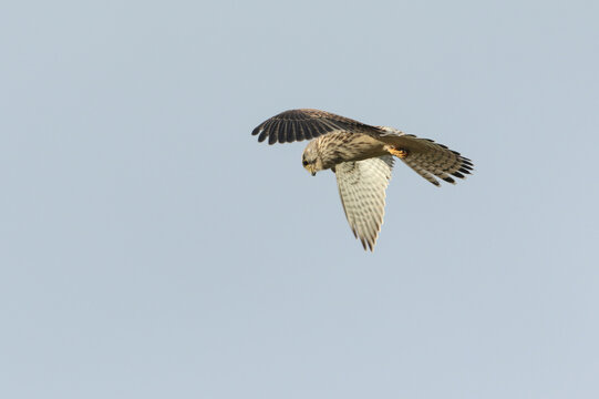 A beautiful hunting Kestrel, Falco tinnunculus, hovering in the blue sky in the UK.
