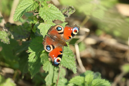 A Peacock Butterfly, Aglais io, resting on a stinging nettle plant in autumn.