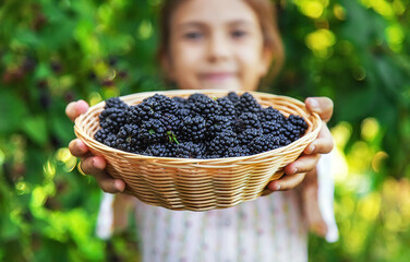 The child is harvesting blackberries in the garden. Selective focus.