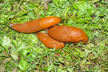 Wegschnecke, rot, rote Wegschnecke, spanische Wegschnecke, Weichkörper, Nacktschnecke, Schnecke,...