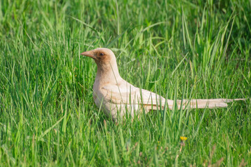 The white magpie on a grass.