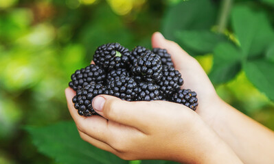 The child is harvesting blackberries in the garden. Selective focus.