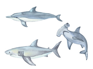 Watercolor Underwater creatures. Dolphin, Shark and hammerhead fish