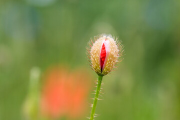 Roter Mohn - sich öffnende rote Mohnblüte mit Bokeh
