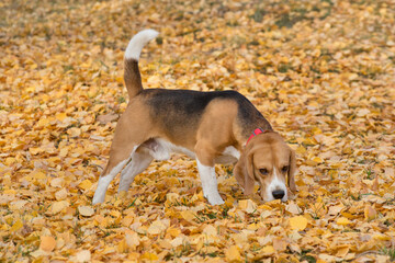 Cute english beagle is sniffing out traces on a yellow foliage in the autumn park. Pet animals....