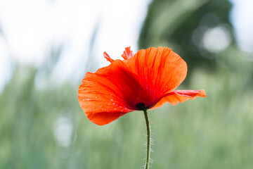 Einzelner roter Mohn im Wind auf einem Feld mit Bokeh