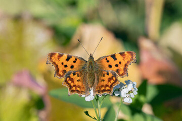 Orange comma butterfly (Polygonia c-album) on yarrow blossoms (Genus Achillea).