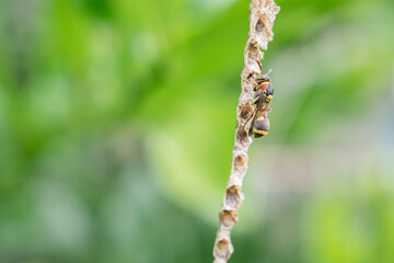 Close-up of Asian hornet or a paper wasp perches and is active in its nest hanging on the tree in the backyard