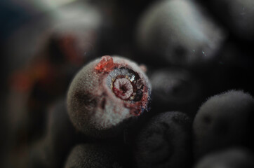 Blueberry background texture nature. Top view blue