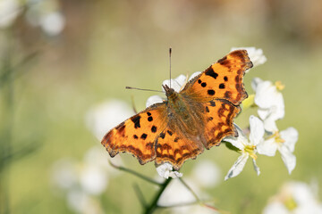 Obraz premium Comma butterfly (Polygonia c-album) on fodder radish blossoms (Raphanus sativus var. oleiformis).