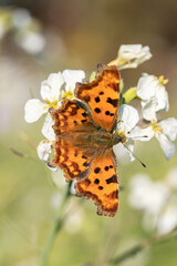 Comma butterfly (Polygonia c-album) on oilseed radish blossoms (Raphanus sativus var. oleiformis).