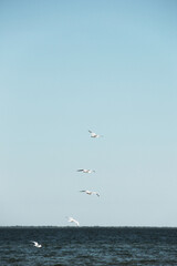 Fototapeta na wymiar Seagulls are flying in the sky over the sea. Birds in the sky