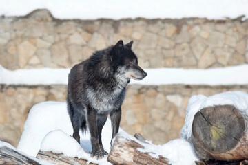 Wild black canadian wolf is standing on a white snow and looking away. Canis lupus pambasileus....