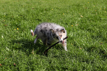 Small shetland sheepdog sheltie puppy in blue merle tri color.