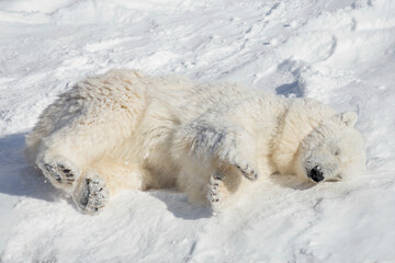 Polar bear cub is lying and sleeping on the white snow. Ursus maritimus or Thalarctos Maritimus. Animals in wildlife.