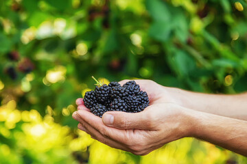 A man harvests blackberries in the garden. Selective focus.
