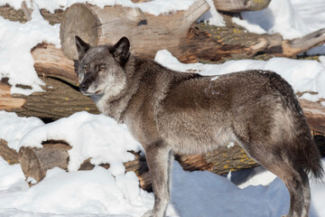 Black canadian wolf is standing on a white snow and looking away. Canis lupus pambasileus. Animals in wildlife.