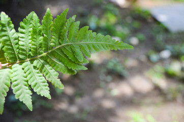 em foco uma folhagem conhecida como samambaia masculina. nome cientifico Dryopteris filix-mas.